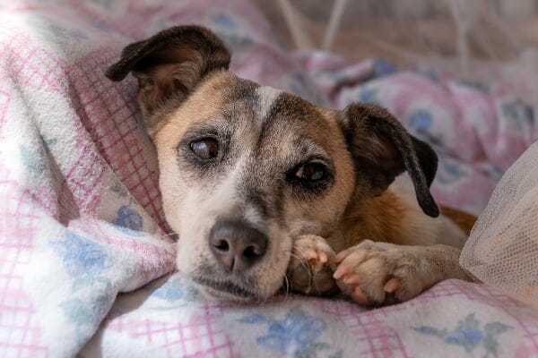 Older terrier curled up in a blanket, photo