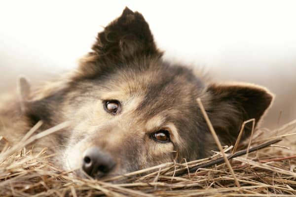 Older long haired dog lying in straw, photo