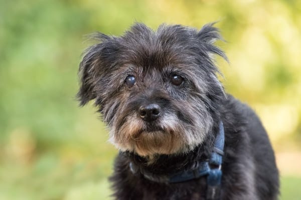 Small Terrier mix wearing a harness, looking at camera, photo