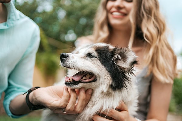 Old dog with his owners
