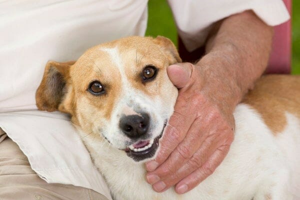 Small terrier mix snuggling next to owner, photo