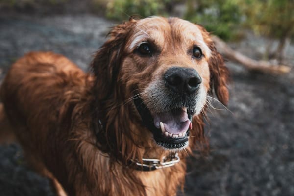 Golden Retriever, wet from the river, photo