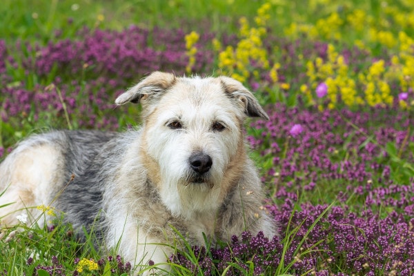Senior Terrier mix lying in a field of purple and yellow flowers, photo