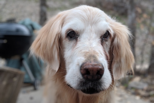 Senior Golden Retriever at a camp site, photo