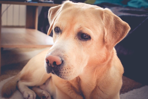 Senior yellow lab lying down on the floor in the living room, photo