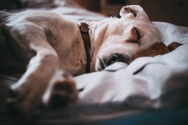 Terrier mix lying down and sleeping as an example of lethargy—one possible side effect of selegiline for dogs, photo