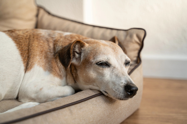 Senior dog sleeping in his dog bed