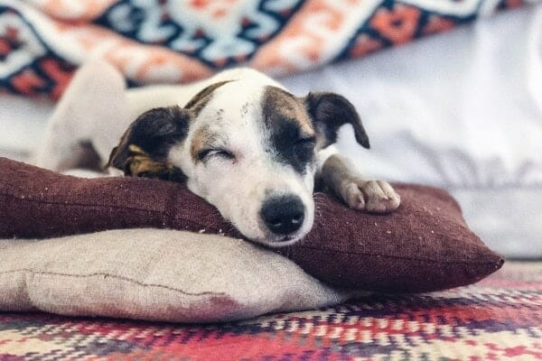 Happy senior dog lying comfortably on couch pillows