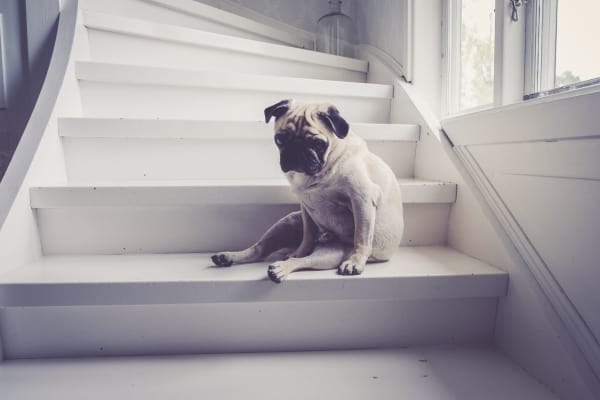 Sad pug looking uncomfortable sitting on white wood stairs