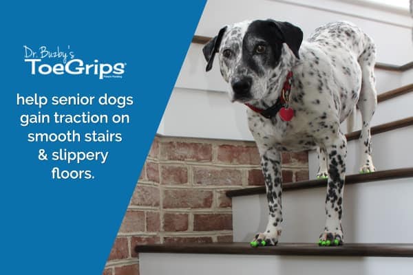 Confident spotted dog wearing green ToeGrips and message, "ToeGrips help senior dogs gain traction on smooth stairs and slippery floors