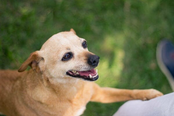 Chihuahua suffering from arthritis with paw on owner