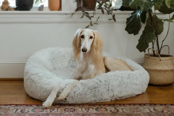 Senior dog with arthritis lying in comfy bed