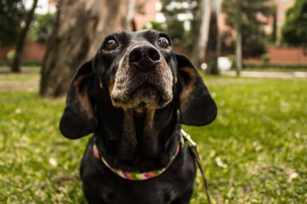 black dog with grey muzzle