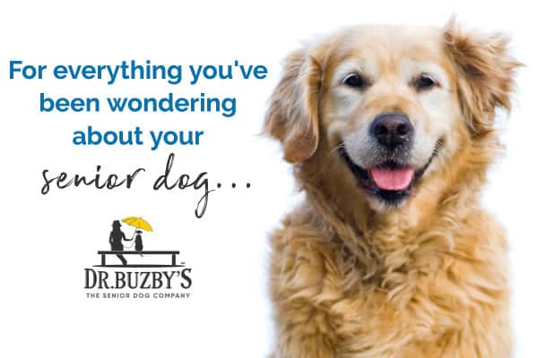 Happy senior dog and message for everything you want to know about senior dogs, dr buzby's logo