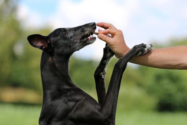 Owner giving dog a supplement for arthritis