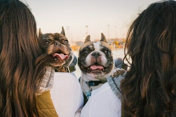 two senior dogs who get routine health care being carried by dog moms