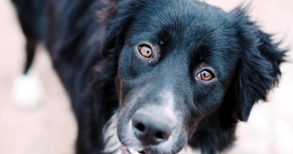 quizzical black senior dog looking up as if curious about new zealand deer velvet supplement, photo