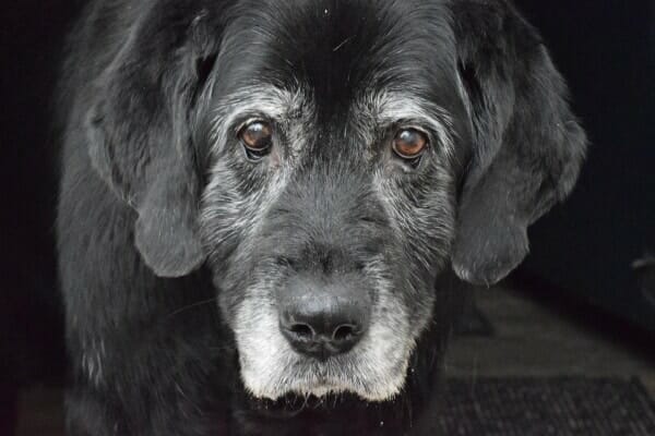 Close-up of the soulful face of a grey-muzzled senior dog