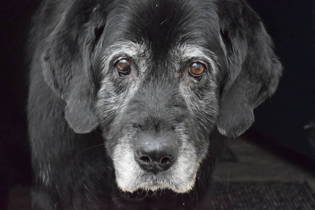 senior dog with grey muzzle, photo