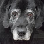 8 Ways to Help a Senior Dog with Arthritis at Home