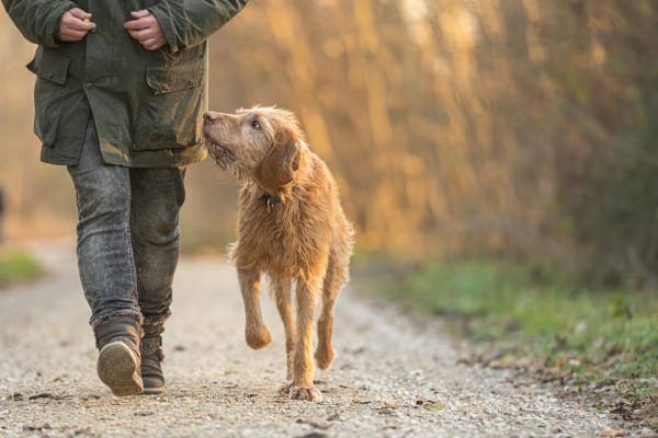 Senior dog on a walk with her owner