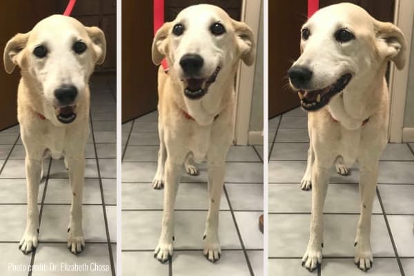 three photos of senior dog