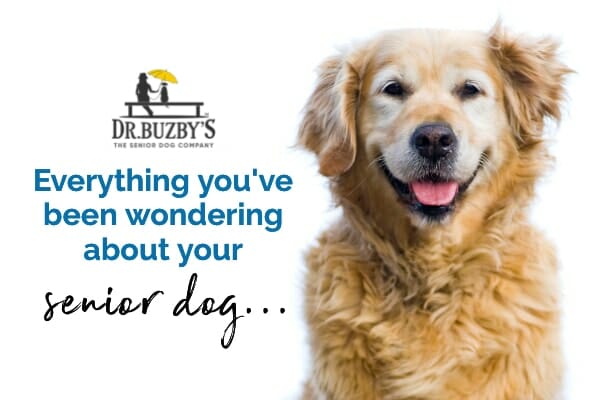 Golden Oldies—Improving Your Senior Dog's Daily Life - Vet in