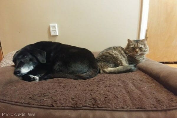 photo elderly dog with stenosis sleeping next to cat