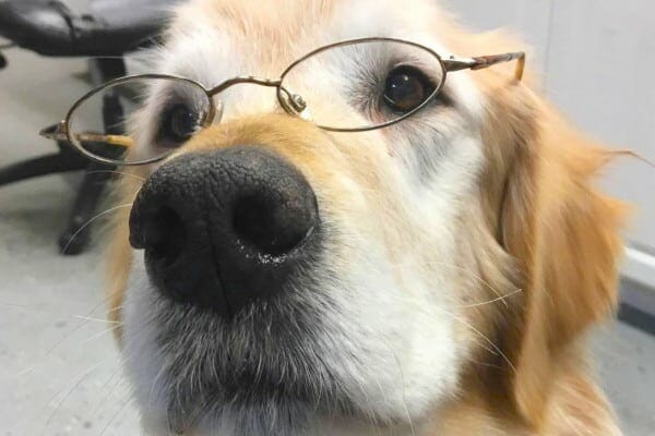 Senior dog wearing glasses as if reading about senior dog supplements