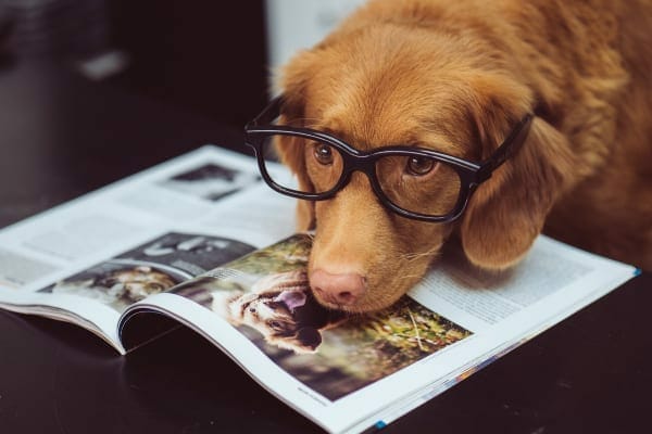 senior dog wearing glasses looking at news article, photo