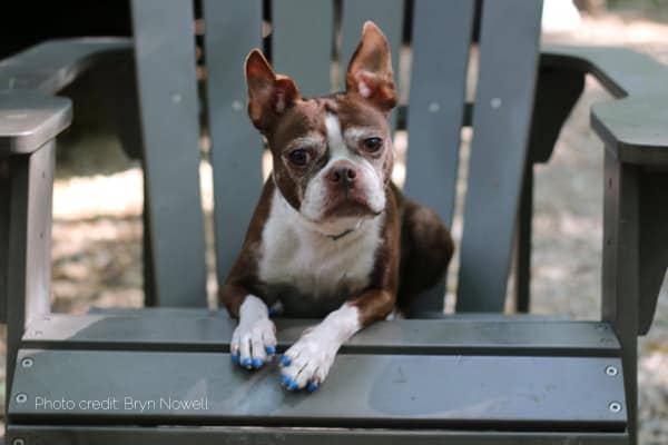 senior dog wearing toegrips, photo