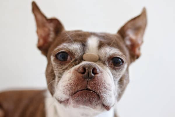 senior dog balancing a natural supplement pill on nose, photo 