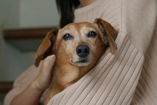 Senior dog with a grey muzzle being held in his owner's arms