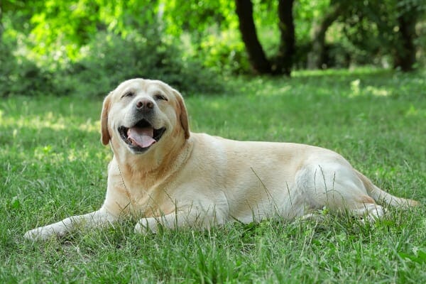 Older dog lying in grass enjoying the outdoors, photo