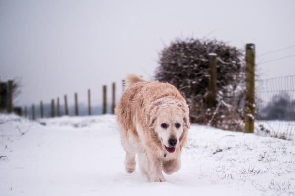 Senior dog on a cold weather day walking along a snowy path 