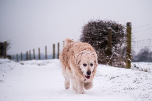 Do dogs get colder as they age?