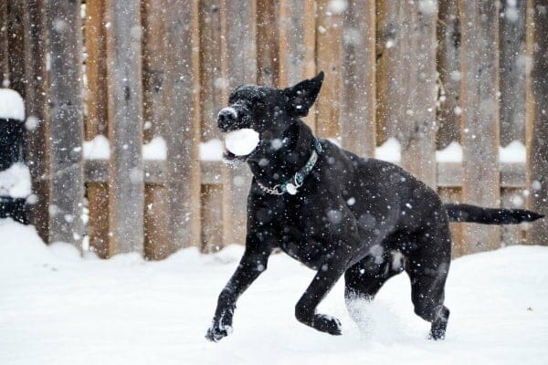Black Lab outdoors on a cold weather day with snow falling 