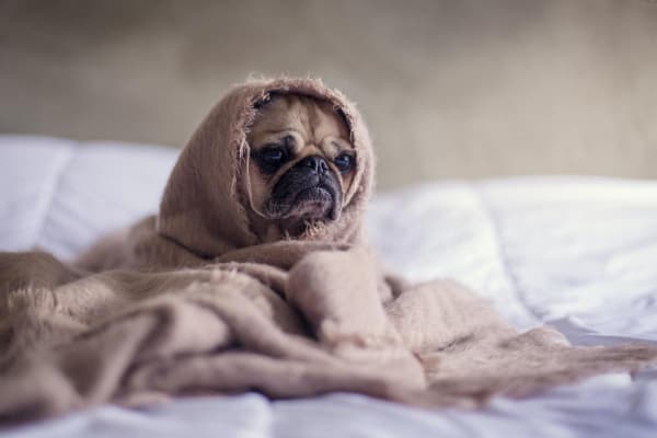 Small dog in cold weather wearing a blanket 