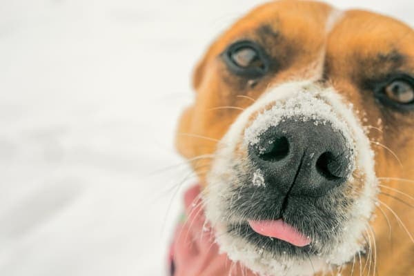 Dog's face with snow on nose and a snowy landscape