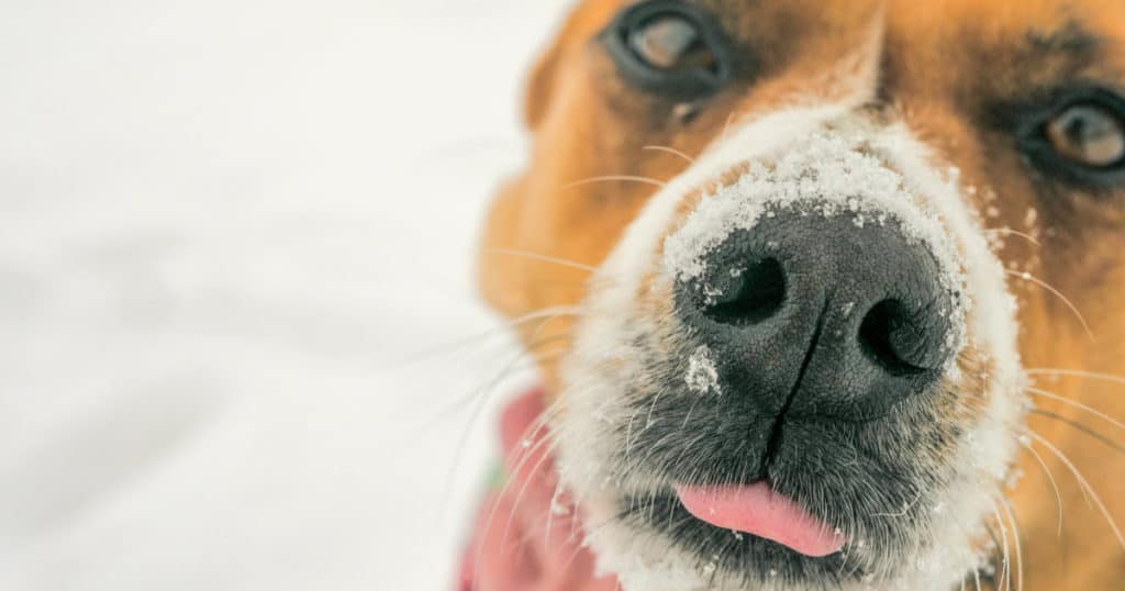 close up senior dog in snow, photo