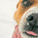 Senior Dogs and Cold Weather: Your Questions Answered