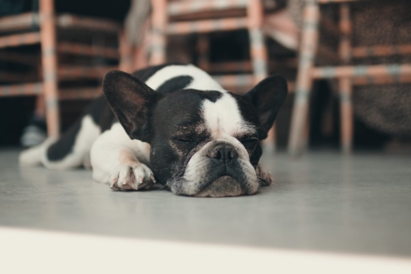 Older Boston Terrier dog asleep on the kitchen floor