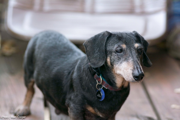 Senior Dachshund dog outside on the deck