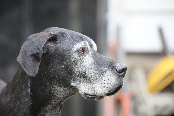 Senior Great Dane dog looking out across the garage