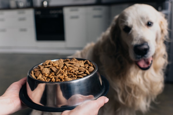Senior dog, a Golden Retriever, waiting in the kitchen for his bowl of senior dog food