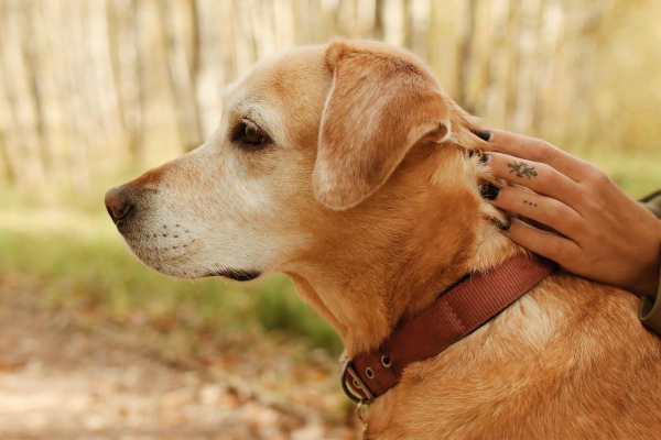 Senior Yellow Lab out in the park being petted by his owner