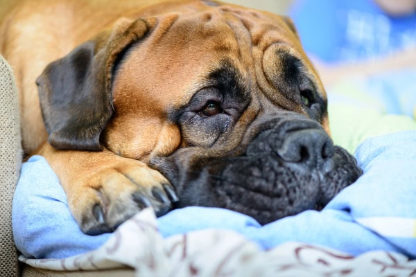 Dog with separation anxiety laying on a bed