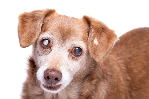 A senior dog who is blind, which is one of the reasons an older dog may develop separation anxiety 