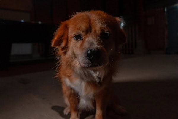 Older dog with separation anxiety in a dark room at night