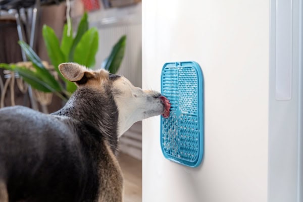Dog licking a lick mat for mental stimulation